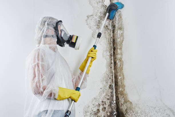 Professional Mold Removal Services in Oak Trail Shores, TX